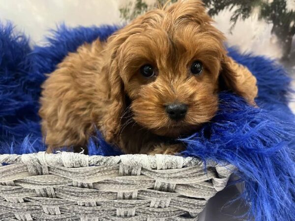 Cavapoo-DOG-Male-Apricot-11288-Petland Monroeville, PA