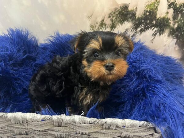 Silky Terrier-DOG-Male-Black / Tan-11287-Petland Monroeville, PA