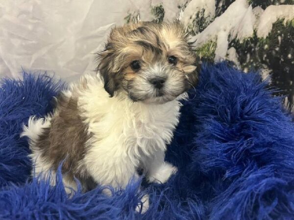 Teddy Bear-DOG-Female-Chocolate / White-11320-Petland Monroeville, PA