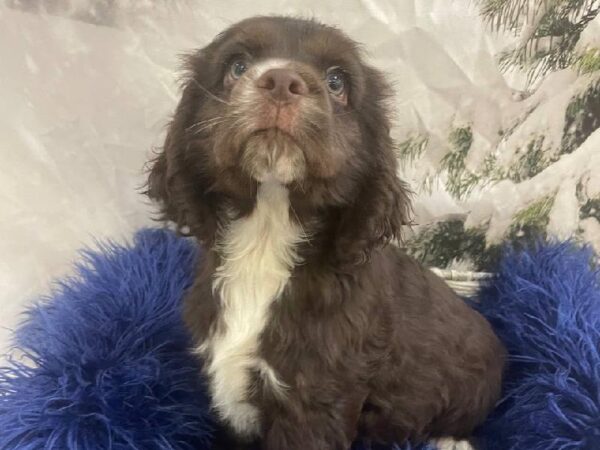 Cocker Spaniel-DOG-Male-Chocolate-11317-Petland Monroeville, PA