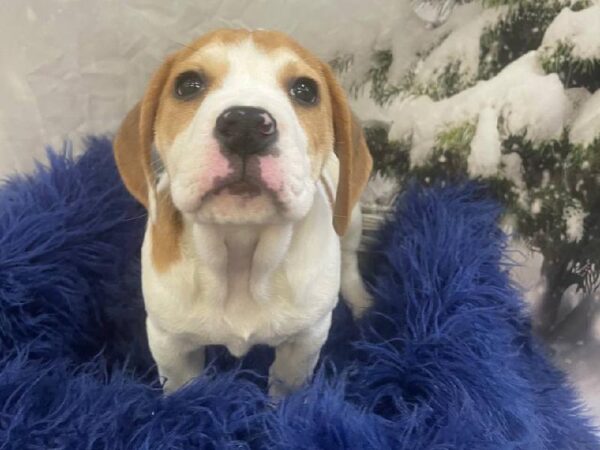Beabull-DOG-Female-Red / White-11316-Petland Monroeville, PA