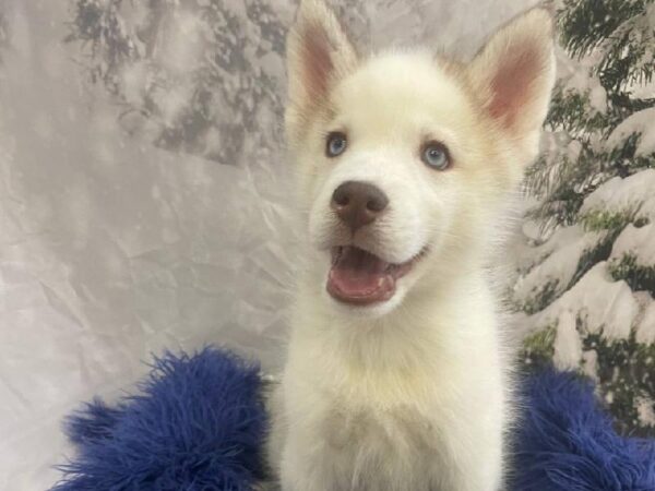 Siberian Husky-DOG-Male-Red / White-11281-Petland Monroeville, PA