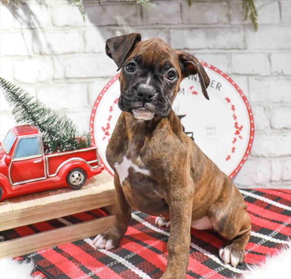 Boxer-DOG-Female-Brindle-11337-Petland Monroeville, PA