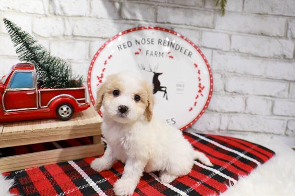 Maltipoo-DOG-Female-Cream-11338-Petland Monroeville, PA