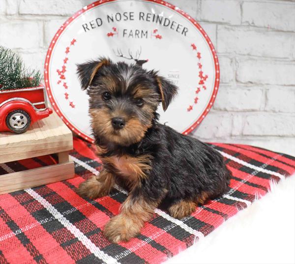 Yorkie-DOG-Female-Black / Tan-11339-Petland Monroeville, PA