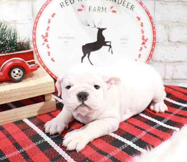 English Bulldog-DOG-Female-White-11340-Petland Monroeville, PA