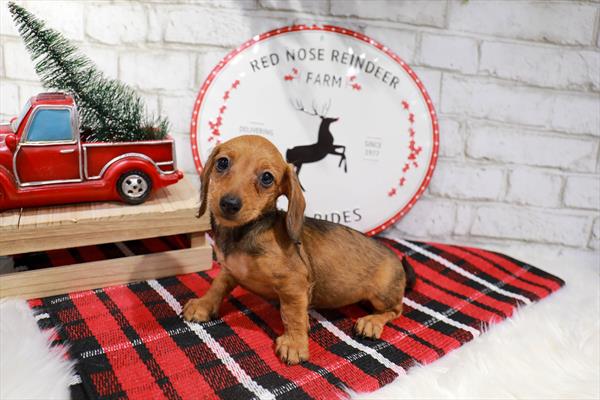 Dachshund-DOG-Female-Wild Boar-11342-Petland Monroeville, PA