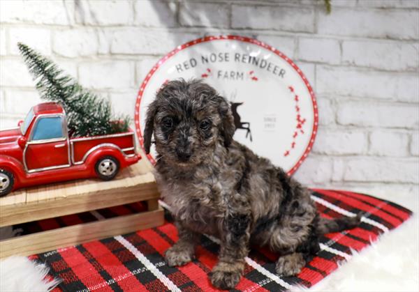 Cavapoo-DOG-Male-Blue Merle-11343-Petland Monroeville, PA