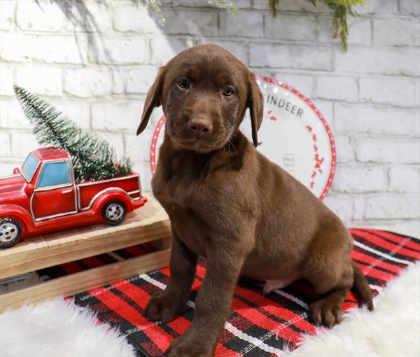 Labrador Retriever-DOG-Male-Chocolate-11344-Petland Monroeville, PA
