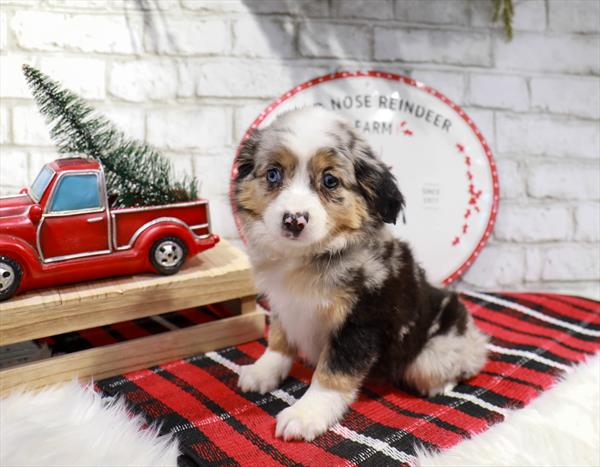 Miniature Australian Shepherd-DOG-Female-Blue Merle-11345-Petland Monroeville, PA