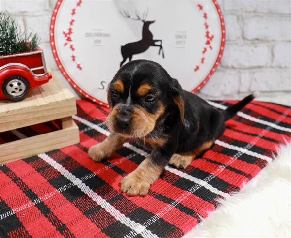 Beagle-DOG-Female-Black / Tan-11346-Petland Monroeville, PA