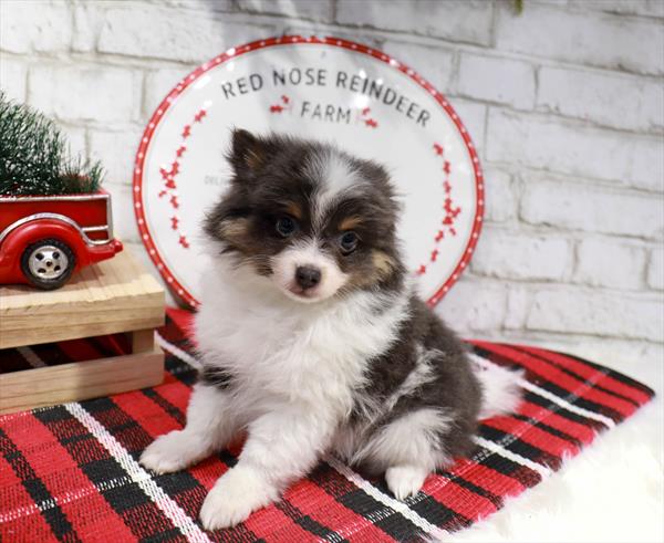 Pomeranian-DOG-Male-Blue / White-11347-Petland Monroeville, PA
