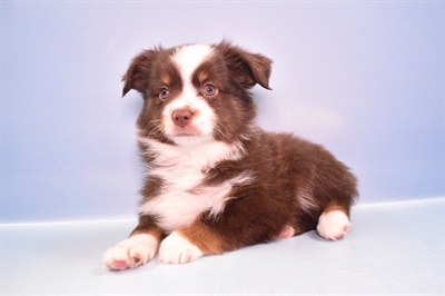 Miniature Australian Shepherd-DOG-Female-Red and White-11367-Petland Monroeville, PA