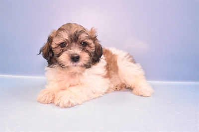 Teddy Bear-DOG-Male-Red and White-11370-Petland Monroeville, PA