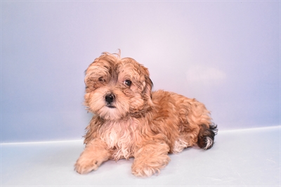 Morkie-DOG-Female-Gold-11249-Petland Monroeville, PA