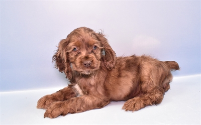 Cocker Spaniel-DOG-Female-Red Roan-11311-Petland Monroeville, PA