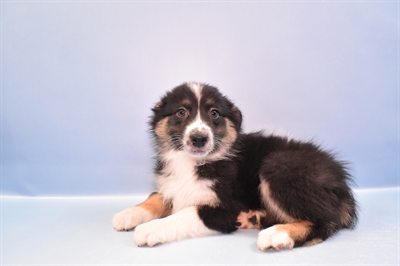Australian Shepherd-DOG-Female-Black White and Tan-11312-Petland Monroeville, PA