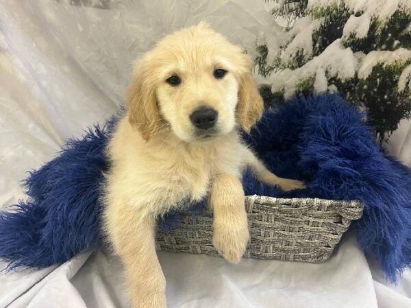 Golden Retriever-DOG-Male-Cream-11321-Petland Monroeville, PA