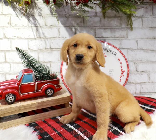 Golden Retriever-DOG-Female-Golden-11341-Petland Monroeville, PA