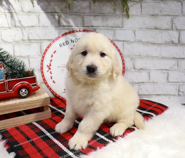 Golden Retriever-DOG-Female-Golden-11348-Petland Monroeville, PA
