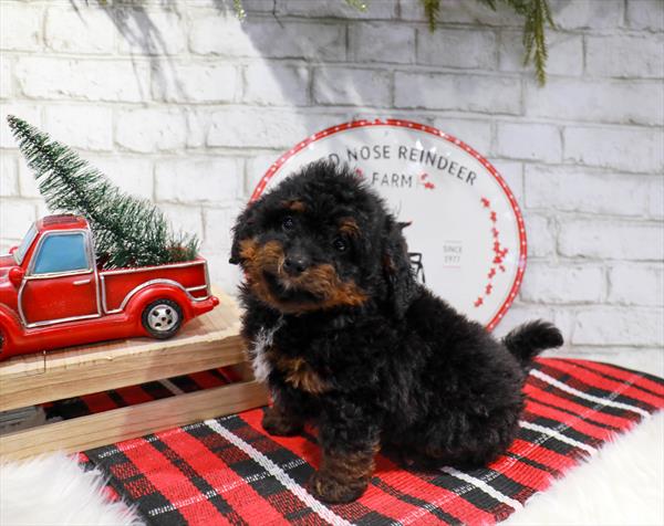 Mini Bernedoodle 2nd Gen-DOG-Male-Black / Tan-11349-Petland Monroeville, PA