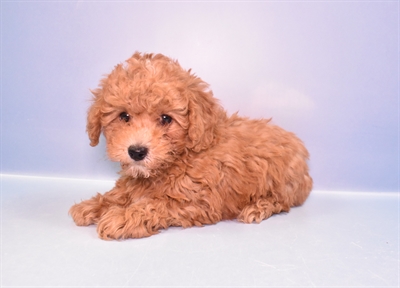 Poodle-DOG-Male-Apricot-11368-Petland Monroeville, PA