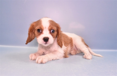 Cavalier King Charles Spaniel-DOG-Female-Blenheim-11369-Petland Monroeville, PA