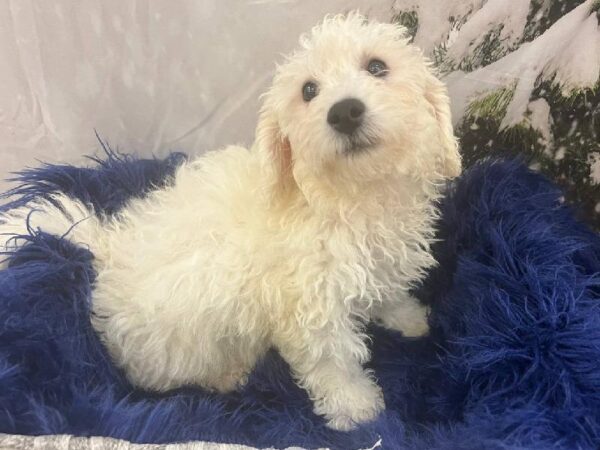Bichon-DOG-Male-White-11409-Petland Monroeville, PA