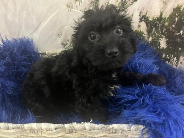 Yorkie-Poo-DOG-Male-Black-11403-Petland Monroeville, PA