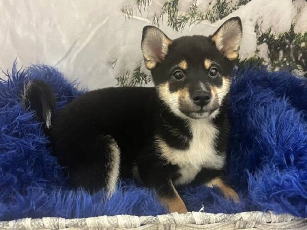 Shiba Inu-DOG-Male-Black and Tan-11407-Petland Monroeville, PA