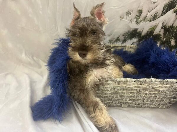 Mini Schnauzer-DOG-Female-Liver and Pepper-11410-Petland Monroeville, PA