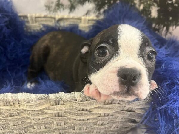 Boston Terrier-DOG-Female-Black Brindle and White-11396-Petland Monroeville, PA