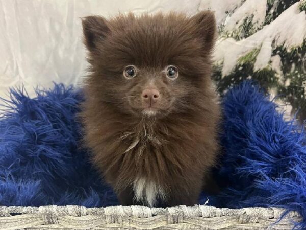 Pomeranian-DOG-Male-Chocolate-11399-Petland Monroeville, PA