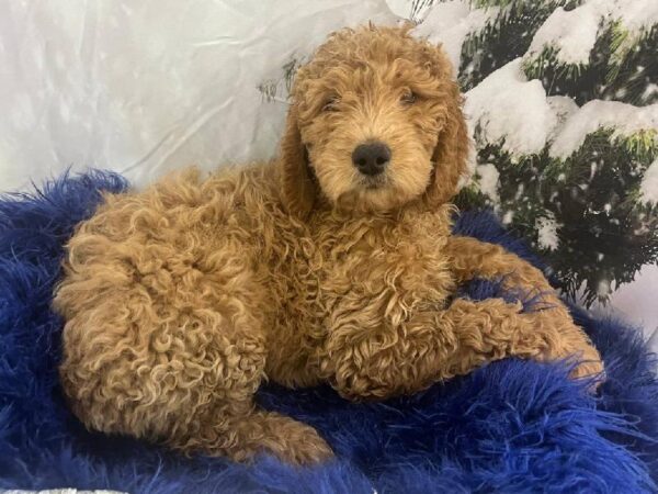 Mini Goldendoodle 2nd Gen.-DOG-Male-Red-11398-Petland Monroeville, PA