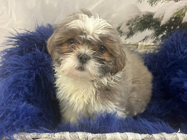 Shih Tzu-DOG-Female-Blue and White-11402-Petland Monroeville, PA