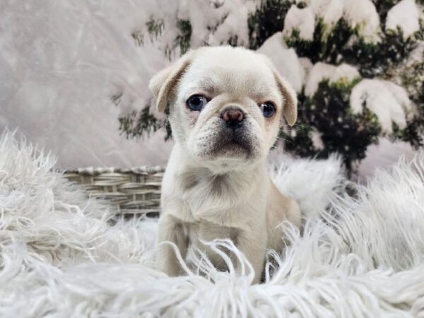 Pug-DOG-Female-Panda-11411-Petland Monroeville, PA