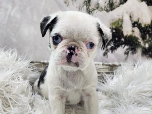Pug-DOG-Female-Koi-11412-Petland Monroeville, PA