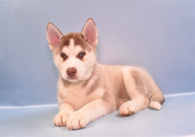 Siberian Husky-DOG-Male-Red and White-11421-Petland Monroeville, PA