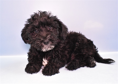 Yochon-DOG-Male-Black-11422-Petland Monroeville, PA