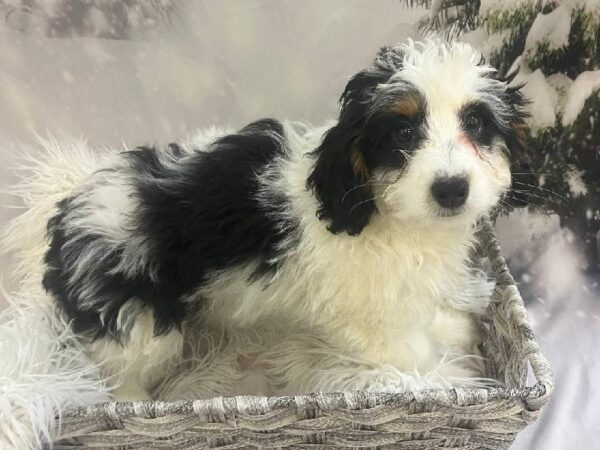 Mini Bernedoodle 2nd Gen-DOG-Female-Black White / Tan-11423-Petland Monroeville, PA