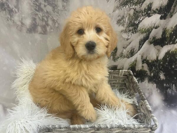 Labradoodle 2nd Gen-DOG-Female-Apricot-11425-Petland Monroeville, PA