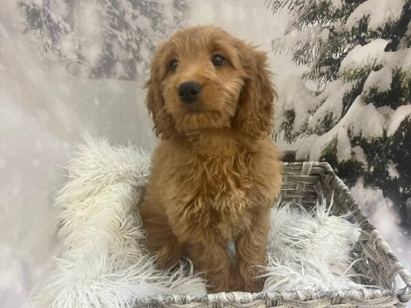 Miniature Goldendoodle-DOG-Female-Red-11427-Petland Monroeville, PA