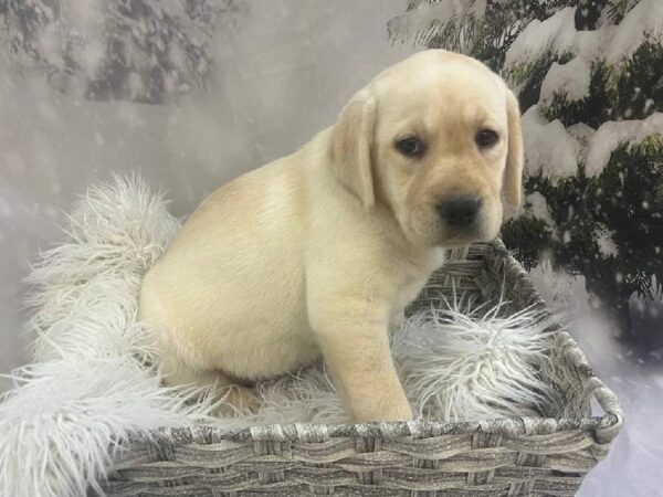 Labrador Retriever-DOG-Female-Yellow-11429-Petland Monroeville, PA