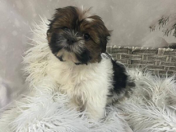 Havanese-Shih Tzu-DOG-Female-Brown / White-11428-Petland Monroeville, PA