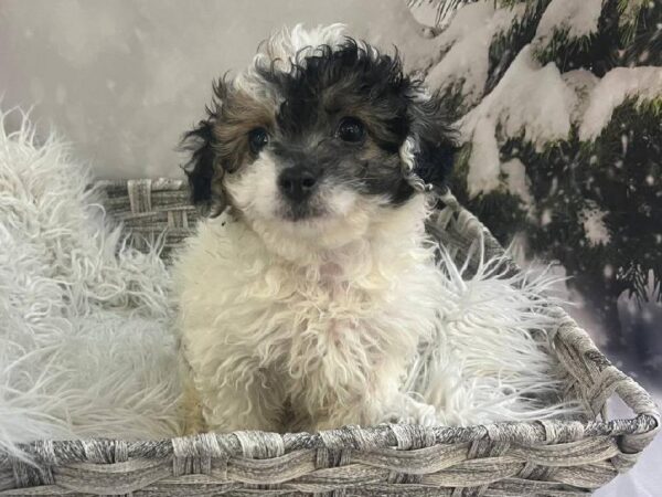 Poodle-DOG-Male-White-11424-Petland Monroeville, PA
