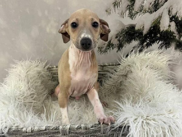 Italian Greyhound-DOG-Male-Blue Fawn-11442-Petland Monroeville, PA