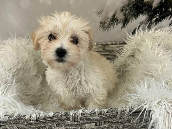 Malti-Poo-DOG-Male-Cream and White-11441-Petland Monroeville, PA