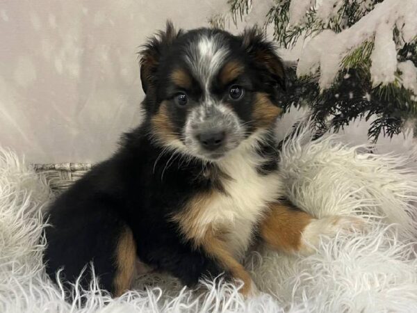 Mini Aussie-DOG-Female-Tri-11444-Petland Monroeville, PA