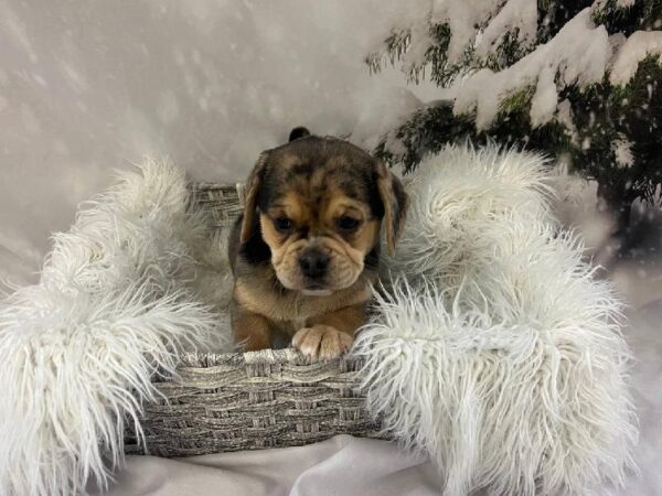 Puggle-DOG-Female-Blue Merle-11450-Petland Monroeville, PA