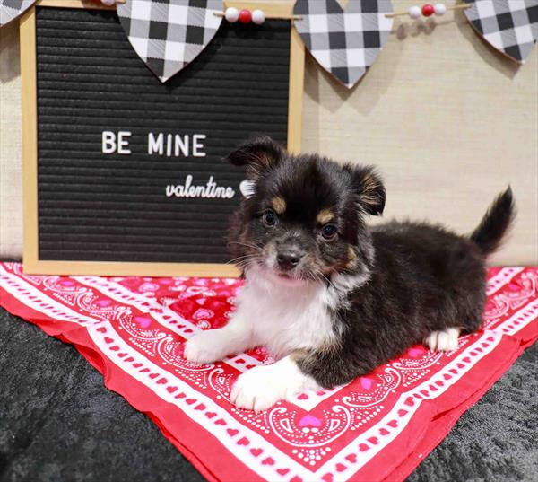 Chihuahua-DOG-Male-Black White / Tan-11474-Petland Monroeville, PA